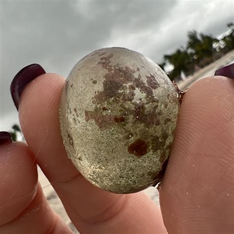 Worlds largest single cell organism - Bubble Algae : r/mildlyinteresting