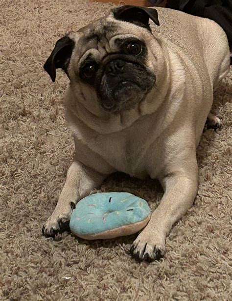 Happy National pug day! : r/pugs