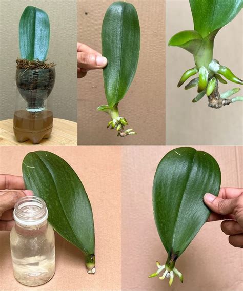 Garden growth tips | Plant care houseplant, Orchid plant care, Orchids