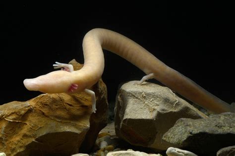 FUNCTIONAL MORPHOLOGY - Proteus anguinus