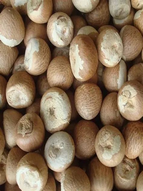 Indian Big Size Whole Supari Betel Nut Areca Nut - Farmonics