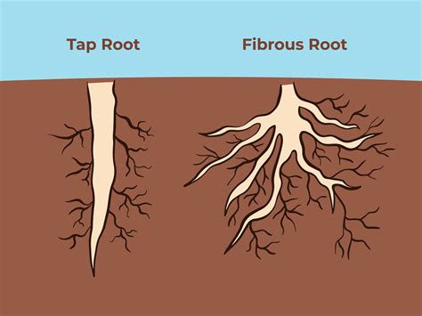 Clip Art Of Adventitious Roots