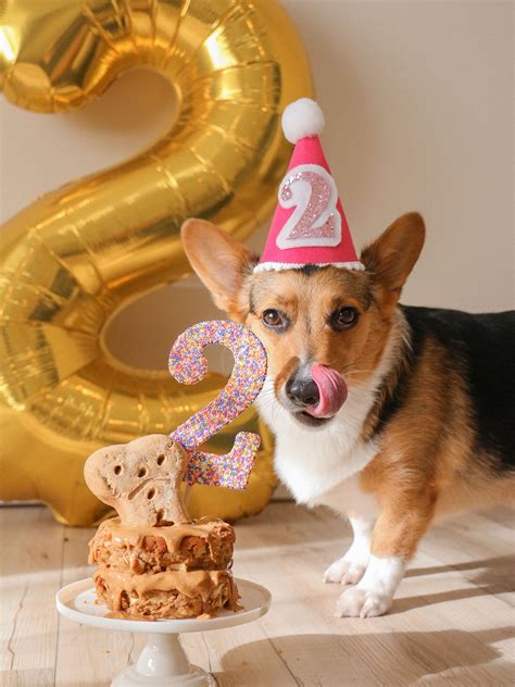 Best 13 Dog Birthday Hat Blue, Cake Smash Hat, Boy Dog Party Hat, Dogs ...