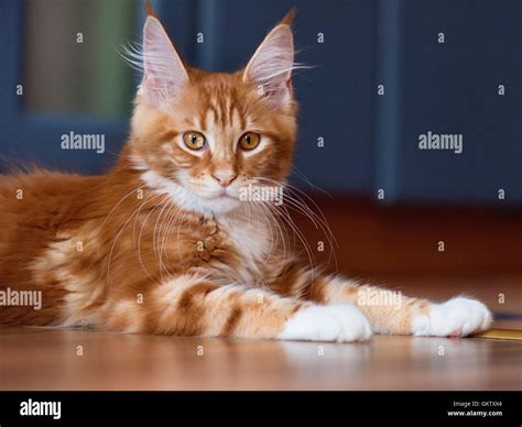 Portrait of red Maine Coon kitten, 3 months old Stock Photo - Alamy