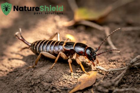 What Attracts Earwigs