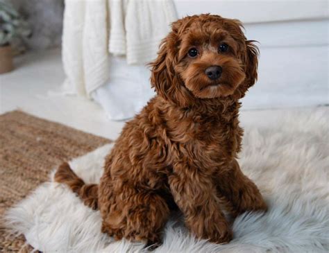 Cockapoo Full Grown