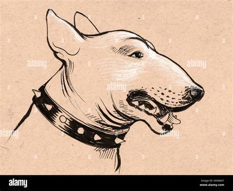 Bull terrier head Stock Photo - Alamy