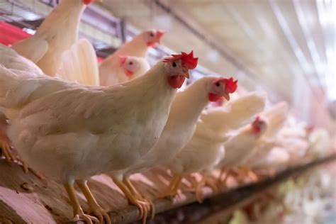 Giroux S Poultry Farm at James Engel blog