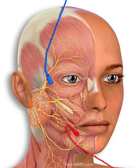 Frontalis Facial Nerve Facial Anatomy Nerve Anatomy