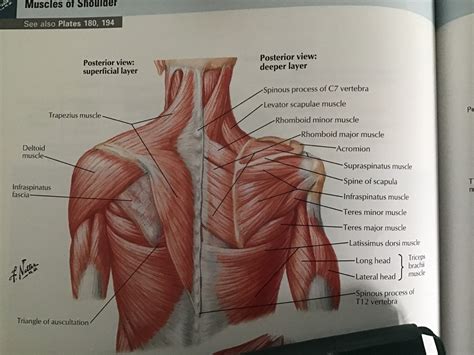 Shoulder Muscle Anatomy Posterior View