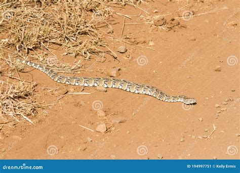 A Venomous Puff Adder Bitis Arietans Lying on a Dirt Road Stock Image - Image of powerful, lying ...
