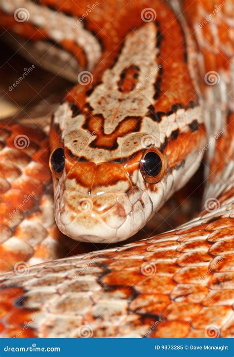 Miami Corn Snake Or Red Rat Snake, Pantherophis Guttatus Royalty-Free ...