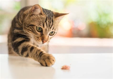 Can Cats Eat Green Beans?