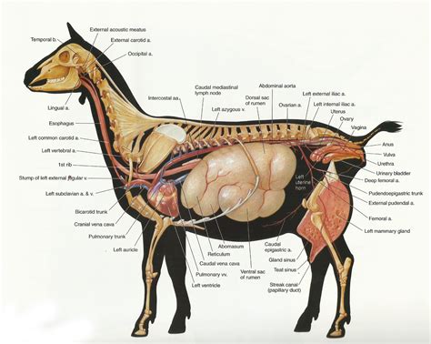 1000+ images about vet stuff on Pinterest | Anatomy, Goats and Horses