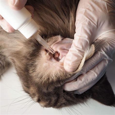 Maine Coon Grooming Tips - MaineCoon.org
