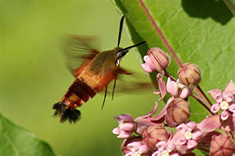 nature tales and camera trails: Clearwing Hummingbird moth