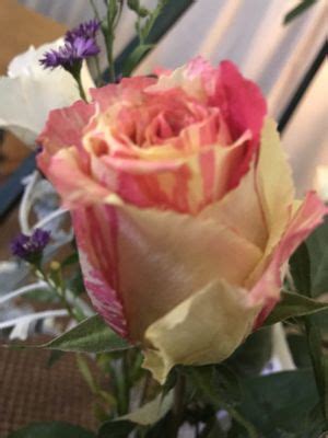 JAY CHAPEL FUNERAL DIRECTORS - Updated January 2026 - 19 Photos - 1121 ...