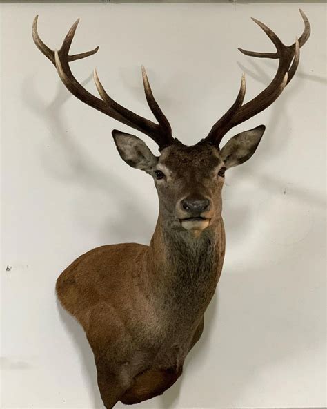 Taxidermy Deer Head Mount - Taxidermy and Skulls