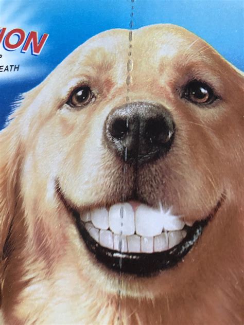 Umm I don’t think dogs teeth look like that. : r/CrappyDesign