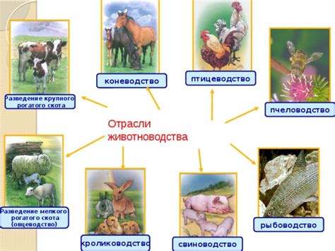 Презентация "Отрасли животноводства" - дошкольное образование, презентации