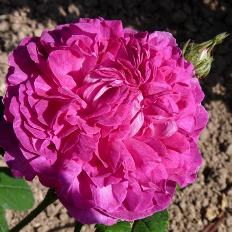 Daphné – Karin Schade – Stauden und Rosen