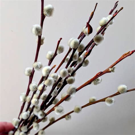 Pussy willow stems dried - Salix bunch UK - Buy dried flowers
