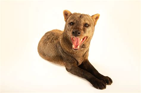 Short-eared dog (Atelocynus microtis) - Joel Sartore