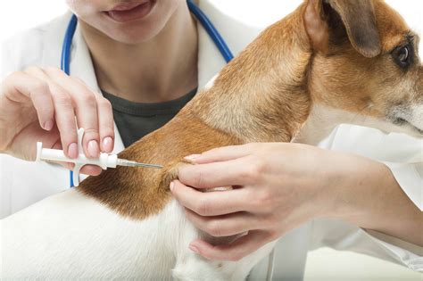 Dog Owner's Guide to Bordetella Vaccine (KENNEL COUGH VACCINE)