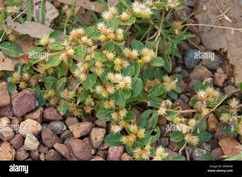 Clump of prickly weed species Bindii - Soliva pterosperma - showing ...