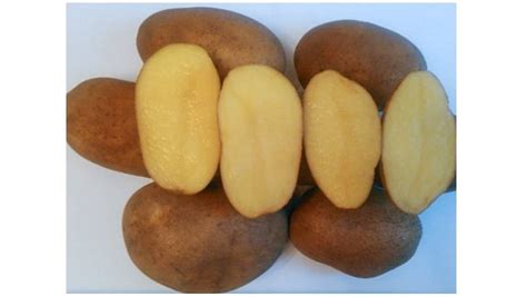 Лучшие сорта картофеля: рейтинг топ-15 по вкусовым качествам сортов ...