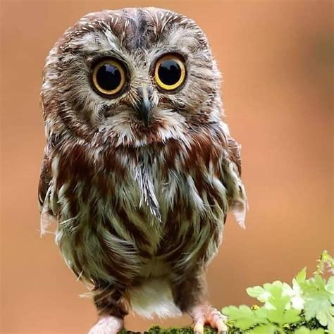 How Long Have Owls Been Around