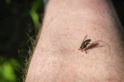 Fly Bites: Identification, Symptoms, Treatment, and Prevention