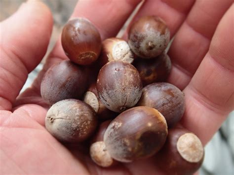 The Old Naturalist | a voice for the earth–honoring life and seeking beauty