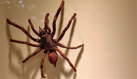 Worlds Largest Huntsman Spiders What Is The World's Biggest Spider