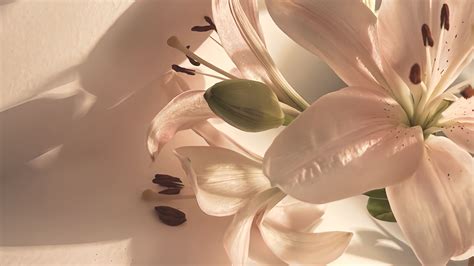 Flower’s lilies в 2025 г | Лилии, Цветы, Новые гаджеты