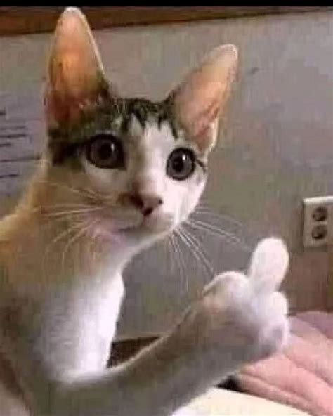 Middle Finger Meme Pictures