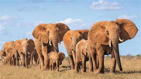Elephants on the Move: Mapping Connections Across African Landscapes ...
