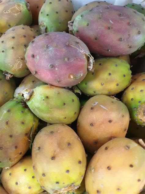 How Many Varieties Of Prickly Pear Are There at Christopher Schauer blog