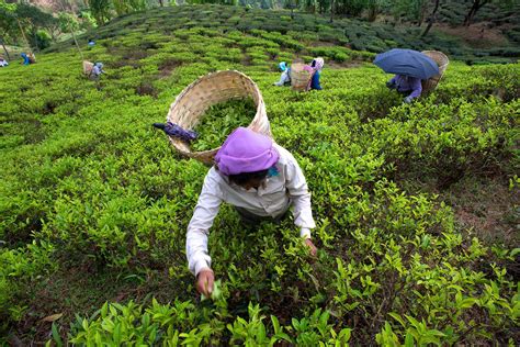 West Bengal - Agriculture, Industry, Trade | Britannica
