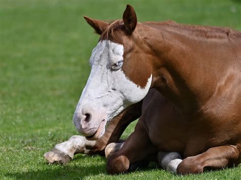 Horses With Bald Face Markings - The Equinest