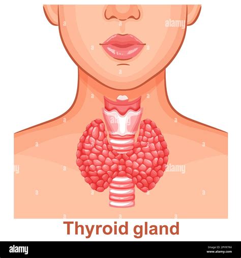 Thyroid gland, trachea internal organ anatomy, woman throat neck, human endocrine system health ...