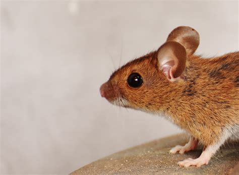 Free Images : mammal, rat, vertebrate, muridae, rodent, muroidea ...