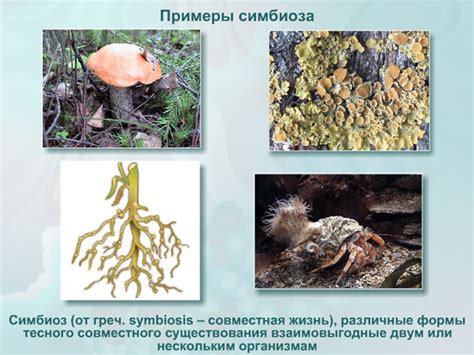 Пять симбиозов
