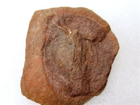 Mazon Creek Cyclus americanus Nodule #17 | Fossils for Sale
