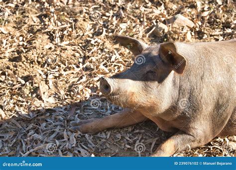 Portrait of an Iberian Pig Resting in the Pasture Next To the Oaks ...