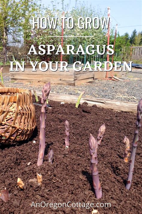 Stages Of Growing Asparagus