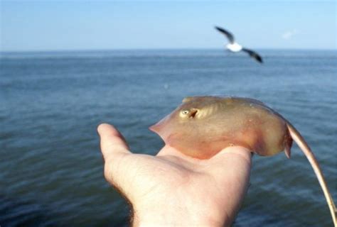 5 самых опасных рыб Черного моря