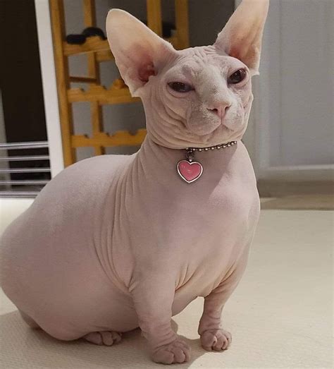 Fat Hairless Cat