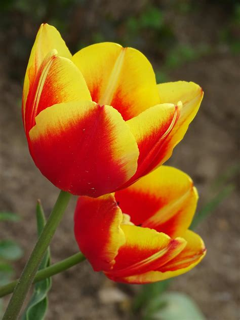 Red And Yellow Flowers