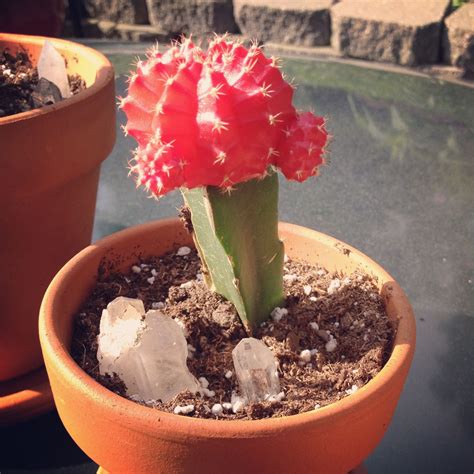 Moon Cacti Succulents at Victoria Gregory blog